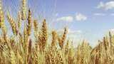 Government Hikes Import Duty on Wheat 