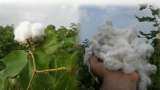 Cotton production in India: cotton imports set to rise