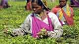 Tea growers demand minimum support price of Tea