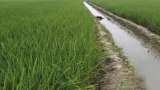 Punjab Government plan to focus on less Irrigation crops