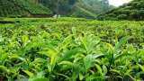 Assam Tea Golden Butterfly fetches 75000 Rs/Kg
