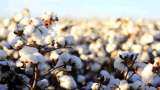 Cotton crop area hike on this monsoon season