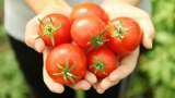 India will be hub of Tomato processing Kagome Foods India
