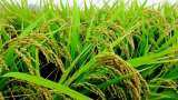 Kharif Crops production would be good due to monsoon