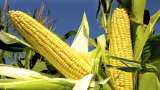 Uttar Pradesh Government hikes Maize MSP by Rs 60/Qtl Yogi Government