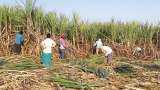 Sugar may be bitter this time, sugarcane yield affected by bad weather