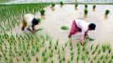 Floods and heavy rains increase farmers worry, crops being ruined Rabi crop