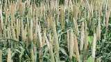 Bumper Production of Kharif crops, grain Production