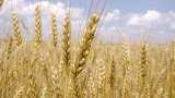Wheat production may cross record 100 million tonnes in this Rabi Season