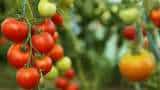Farmers Income news: This Tomato species makes agriculturists rich