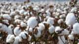 Cotton prices may down, Cotton Production hike