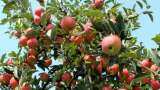Snowfall good for apple crops, farmers' Income will hike