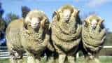 Uttarakhand : Australian Merino sheep increase Farmers' Income