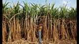 Sugarcane farmers got 80,650 crore rupees, yogi government paid money