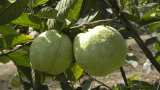 Jumbo Guava Farming makes farmers millionaire, Gujarat Morbi