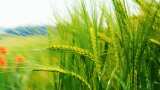 Bumper Production of Wheat and Chana crops, rabi crop yield hike 