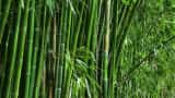 Green Gold helps increase Farmers' Income, National Bamboo Mission