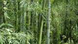 National Bamboo Mission Farmers' Income Edible Bamboo farming