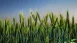 Wheat Production can break Record, Production may reach 103.60 million tonne