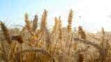 Uttarakhand government hiked MSP for wheat by Rs 65 per quintal