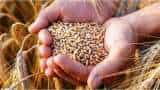 Sarpanch become Traders, Starts Wheat purchasing in Mandi Haryana