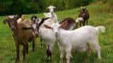 Earn money start business opportunity Farmers' Income from Goat farming or Sheep farming, National Livestock Mission