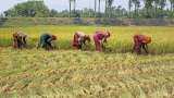  PM Kisan: farmers get 2000 Rs, check your status