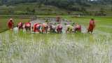 kharif crops cultivation area hike by 39% as monsoon progresses