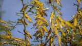 FAO locust attack Alert for India