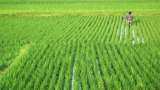Kharif crops sowing situation in India better, area under sowing increased by 18 percent