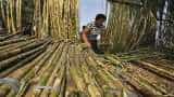 Union Cabinet approves sugarcane FRP at Rs 285 per quintal