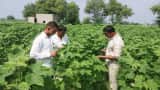Farmers Income Horticulture Exports India sets record Fruits and Vegetables 