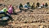 Mahindra launches potato planter machine, Punjab Uttar Pradesh Gujarat farmers will be benefited