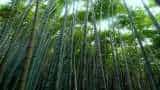 Agriculture Minister Narendra Singh Tomar National Bamboo Mission 22 bamboo clusters launched in 9 States