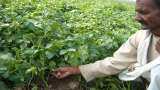 PM Kisan Samman Nidhi: Shivraj Singh Chouhan announced Rs 4,000 cash Benefit to farmers
