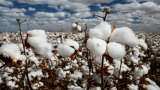 Cotton procurement on MSP starts from Oct 1 in Haryana 