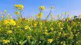 Mustard farming: Mustard Planting Season Mustard Varieties and Mustard Production, Sarson Ki Kheti