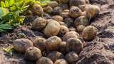 Potato Production in Himachal Pradesh, Potato Price Farmers