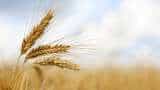 Punjab Wheat Seed Subsidy Policy for Farmers approved at 50 per cent