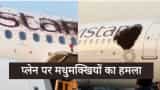Swarm of bees attacked on aircraft at kolkata Netaji Subhash Chandra Bose International Airport video goes viral