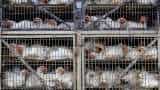 Bird Flu Alert: Rate of chicken down by 45Rs kg, Demands also hit in last 4 days, Ghazipur Mandi businessman worry