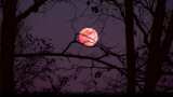Lunar Eclipse 2021: Know when the first lunar eclipse of this year will be seen at which places in India