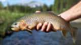 Trout Fish Farming; can make big money from fisheries, NABARD is also helping