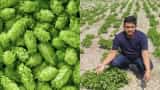 Hop shoots, the world's most expensive vegetable, is being grown by a farmer in Bihar. Know why they are so expensive.