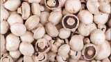 Sabse mahenga mushroom! Scientists of Gujarat grow mushroom of 1.5 Lakh, research on its effect on cancer