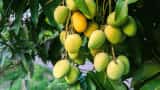 Gujarat Gir kesar mango first export consignments from mundra port to italy some interesting facts