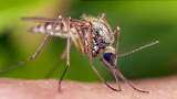 World Mosquito Day 2021 how to prevent Mosquito-Borne Diseases check details here