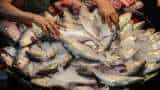 fisherman becomes crorepati overnight got gold hearted ghol fish palghar latest news