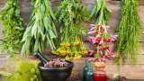 government will provide medicinal plants at door steps ayush apke dwar programme target to reach 75 lac homes