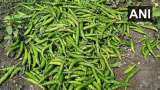 Green chilli farmers: Farmers upset due to low cost of chilli in Madhya Pradesh, difficult to get cost